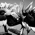 Sunflower Duo BW