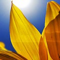 Sunflower Macro