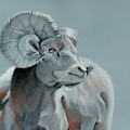 Blue Slate Ram- square crop