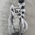 Charcoal Lemur