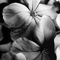 Plumbago BW