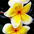 Plumeria