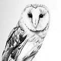 Barn Owl in Charcoal 
